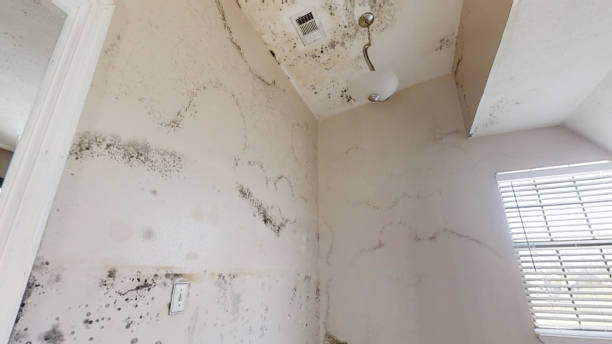 Best Mold Odor Removal Services  in George Mason, VA