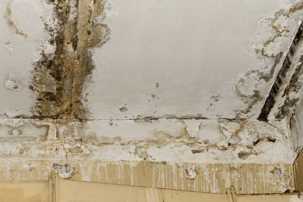 Best Crawl Space Mold Remediation  in George Mason, VA