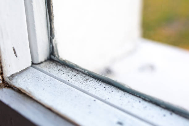 Best Asbestos and Lead Testing During Mold Inspection  in George Mason, VA