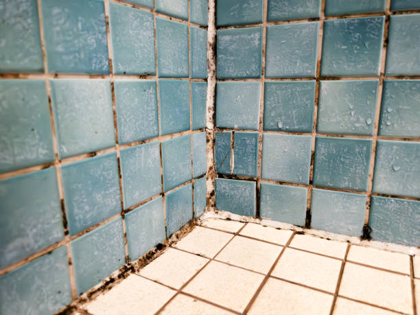 Best Attic Mold Removal  in George Mason, VA
