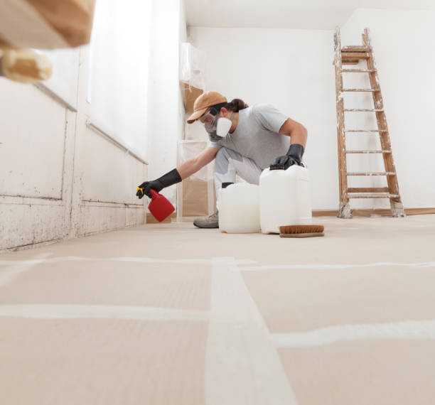 Best Black Mold Removal  in George Mason, VA